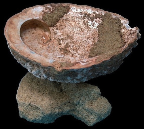 abalone_shell.jpg