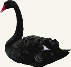 black-swan-event-2011.jpg