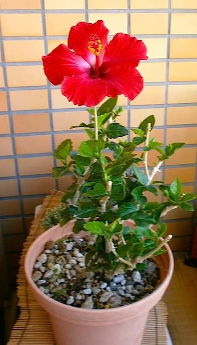 haibi-2013-05-30.jpg