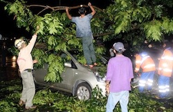 n_02uprooted.jpg