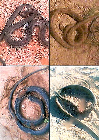 namibia-snake.jpg