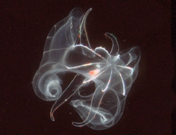 plankton.deep.350.jpg