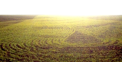wheat-yellow.jpg