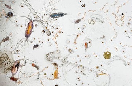 colorful-plankton.jpg