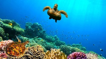 Green-Sea-Turtle-swimming-over-Coral-Reef.jpg