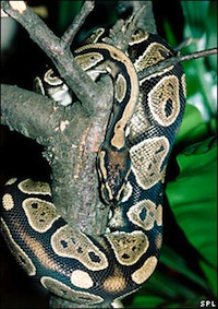 _48019946_snake4spl226.jpg