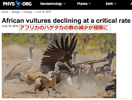 african-vultures-extinction.gif