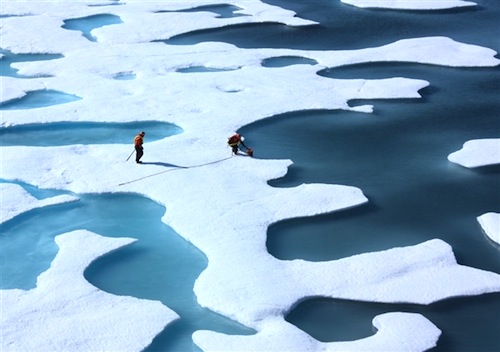 arctic-bloom.jpg