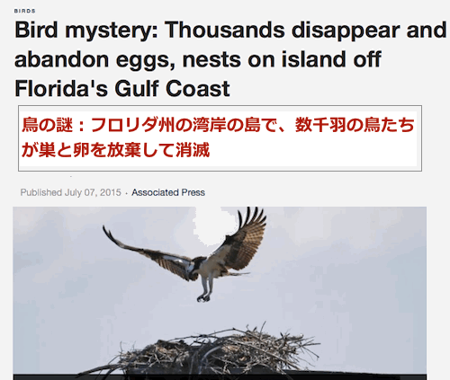bird-mystery-2015.gif