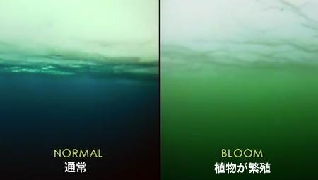 bloom-01.jpg