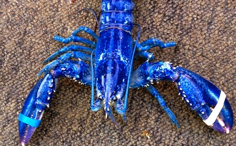 blue-lobster-2.jpg