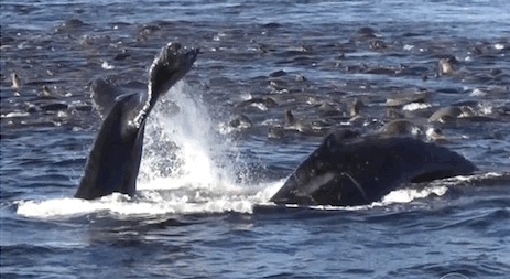 cal-whale-02.jpg