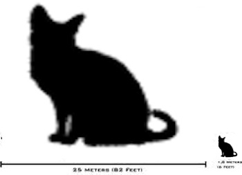 cats.jpeg