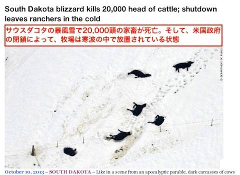 cattle-2.jpg