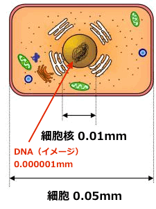 cell-dna-01.gif