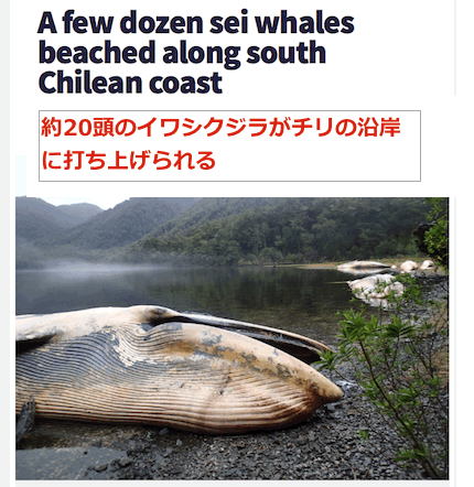 chile-whales.gif