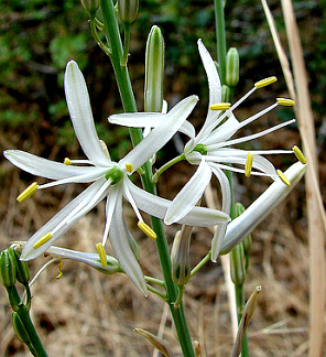 chlorogalum-soap-plant-01.jpg