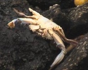 dead_crab.jpg