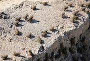 frog0526.jpg