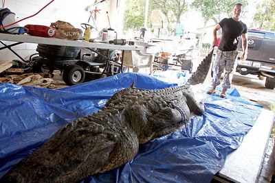 gator3.jpg