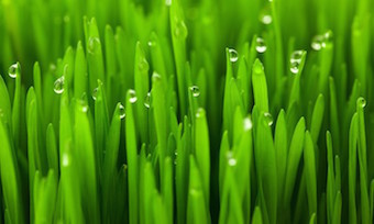 grass-green.jpg