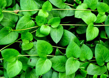 green-plant.jpg