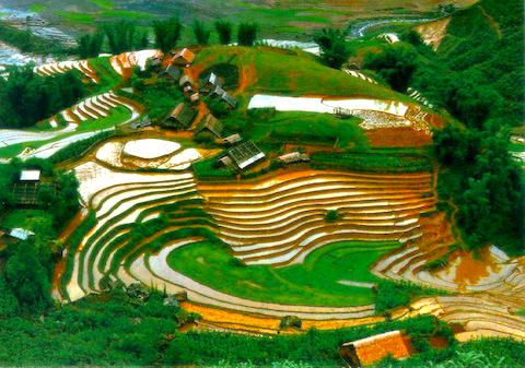 laocai1.jpg