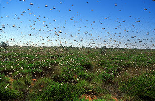 locust_0806.jpg