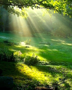 nature-indeep.jpg