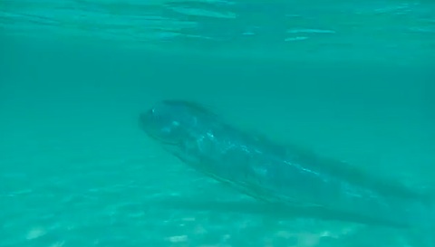 oarfish-top-002.jpg