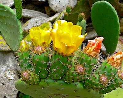 opuntia_ficus-indica.jpg