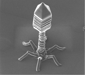 phage-1.jpg