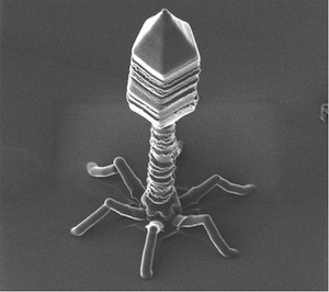 phage.jpg