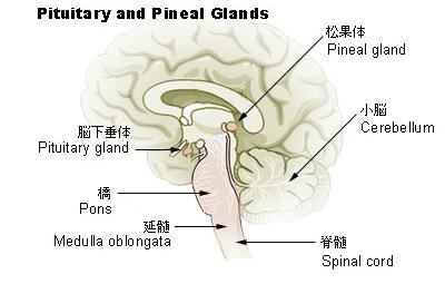 pituitary_pineal_glands_ja.JPG