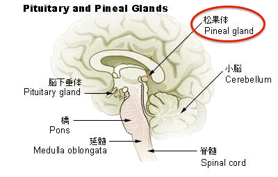 pituitary_pineal_glands_ja.gif