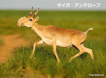 saiga-antelope.jpg