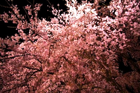 sakura.jpg