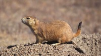 sk-prairie-dog-100813.jpg