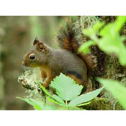squirel.jpg