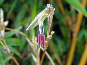 take-flower.jpg