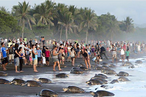 tourist-disrupt-turtle-nesting-costa-rica-02.jpg