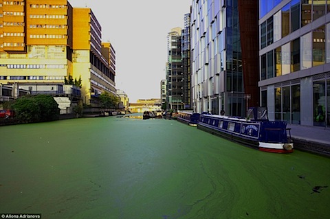 uk-algae-01.jpg