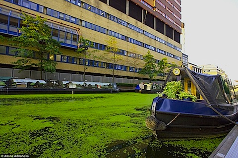 uk-algae-03.jpg