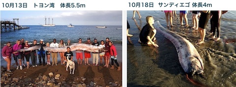 us-coast-oarfish.jpg