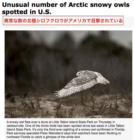us-owls.gif