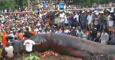 viet-whale-01.jpg