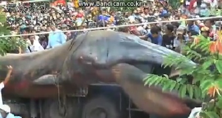 viet-whale-02.jpg