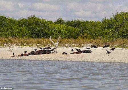 vulture-everglades.jpg