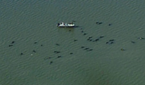 whale-us-12-05.jpg