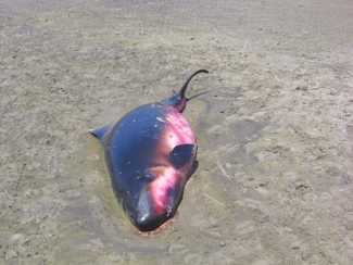 whalebaby.jpg